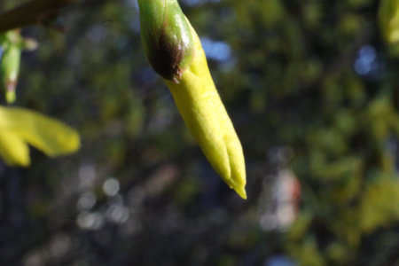 Flower buds on a tree in spring. Close-up.の写真素材