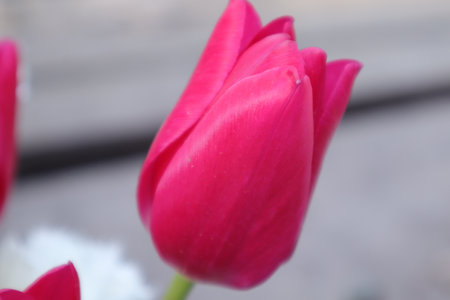 Tulips. A bulbous spring-flowering plant of the lily family, with boldly colored cup-shaped flowers.の写真素材