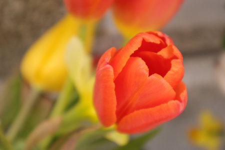 Tulips in a bouquet on a sunny spring day.の写真素材