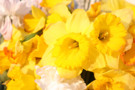 Daffodils, narcissus, daffodil, spring flowersの写真素材
