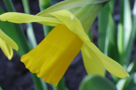 Yellow daffodil (Narcissus pseudonarcissus)の写真素材