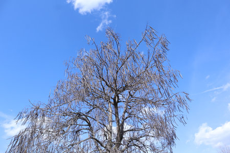 Trees and blue sky in the winter, closeup of photoの写真素材