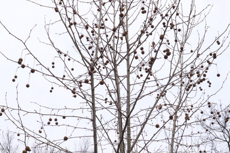Branch of a tree with cones on a cloudy winter day.の写真素材