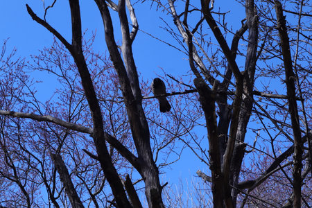 A crow sits on a branch of a tree against the blue skyの写真素材