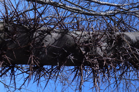 Dry branches of a tree against the blue sky. Close-upの写真素材