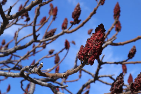 Buds on the branches of a tree against the blue sky.