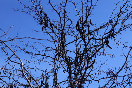 Dry branches of a tree against a blue sky in the winterの写真素材