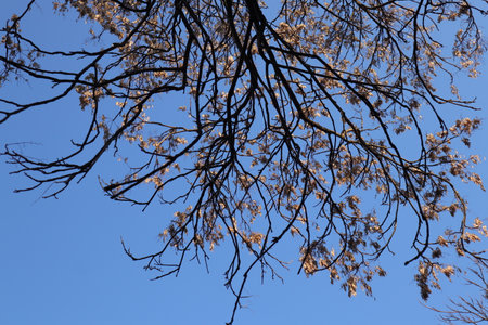 dry branches of a tree against the blue sky, close-upの写真素材