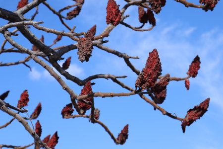 Buds on a tree against the blue sky, closeup of photoの写真素材