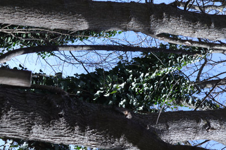 Branch of tree with leaves and branches in the city park.の写真素材