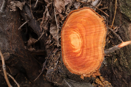 Close-up of a cut of a tree in the forest.の写真素材