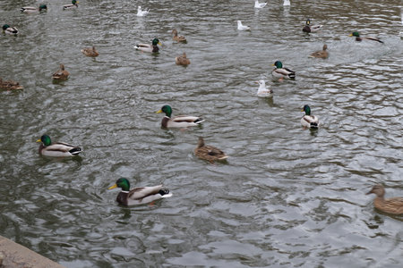 Ducks and drakes on the water of the pond in the parkの写真素材