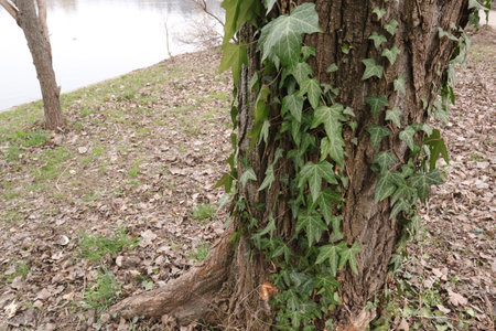 Ivy on a tree trunk in the park by the lake.の写真素材