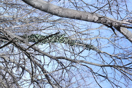 Branch of a tree without leaves against the blue sky in springの写真素材