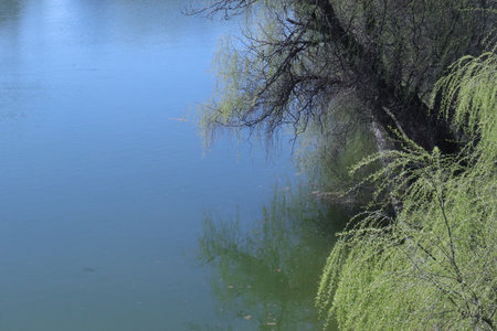 The weeping willow on the bank of the lake in the springの写真素材