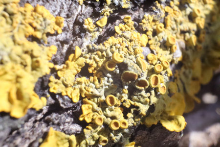 Yellow lichen on a tree trunk close-up macro photography.の写真素材