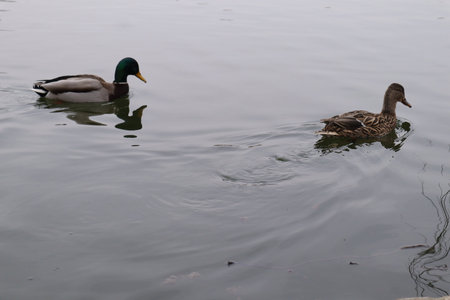 ducks swimming in the lake, photo as a background, digital imageの写真素材