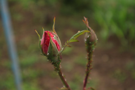Rose bud in the garden. Rose bud in the garden. Red rose bud.の写真素材