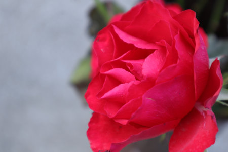 Red rose in a vase on a gray background, close-upの写真素材