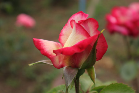 Beautiful roses blooming in the garden. Selective focus.の写真素材