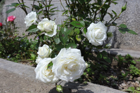 White roses blooming in the garden on a sunny summer day.の写真素材