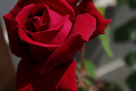 Red rose in the garden on a sunny day, close-upの写真素材