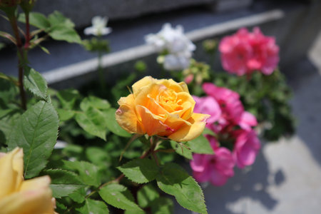 Yellow rose with pink flowers in the garden, closeup of photoの写真素材
