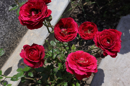 Red roses in the garden, Roses are beautiful with a beautiful sunny day.の写真素材