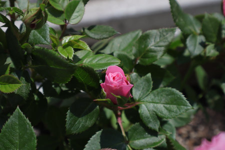 Pink rose in the garden, close-up, selective focus.の写真素材