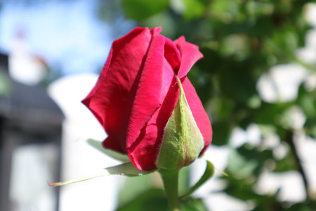 Beautiful red rose in the garden on a sunny summer day.の写真素材