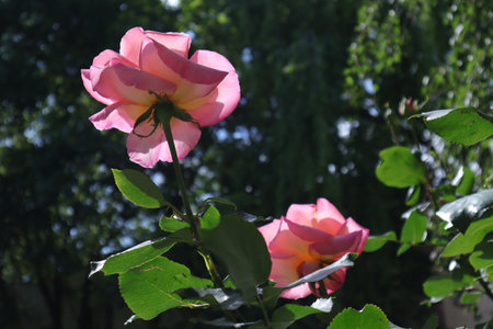 pink and white rose with green leaves in the garden on a sunny dayの写真素材