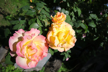 Pink and yellow roses in the garden on a sunny summer day.の写真素材