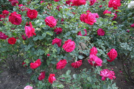 Red roses in the garden. Roses are beautiful with a beautiful sunny day.の写真素材