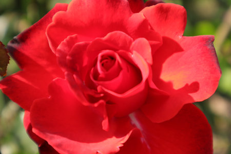 Beautiful red rose in the garden close-up. Nature backgroundの写真素材