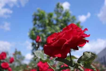 Red rose on a background of blue sky and green trees in summerの写真素材