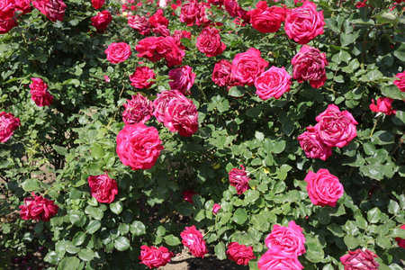 Red roses in the garden. Roses are beautiful with a beautiful sunny day.の写真素材