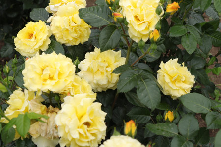 Yellow roses in the garden, closeup of photo. Natural floral background.の写真素材