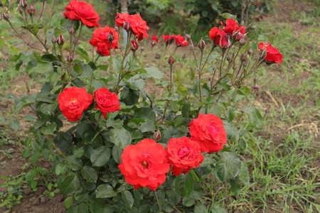 Beautiful red roses in the garden. Red roses in the garden.の写真素材