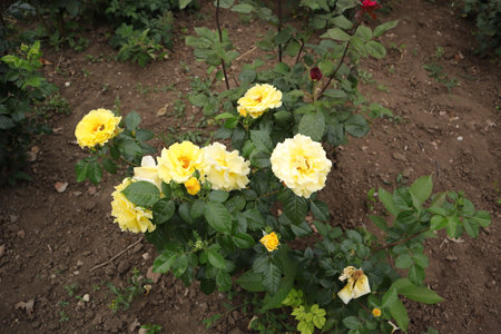 Yellow roses in the garden on a sunny summer day. Natural background.の写真素材