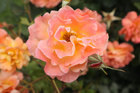 Orange rose in the garden, close up of flowers, nature backgroundの写真素材