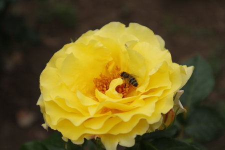 Bee on a yellow rose in the garden, closeup of photoの写真素材