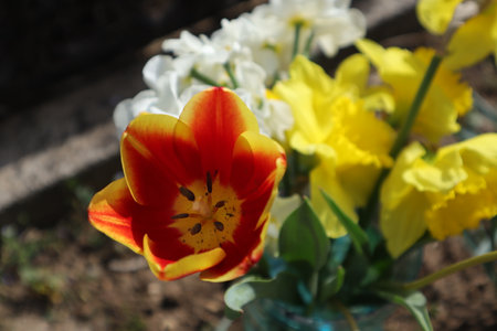 Tulips, narcissus and daffodils in springの写真素材