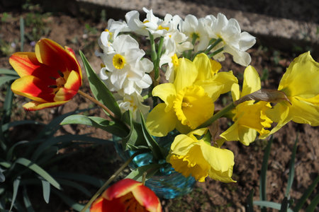 Narcissus and daffodils in a vaseの写真素材