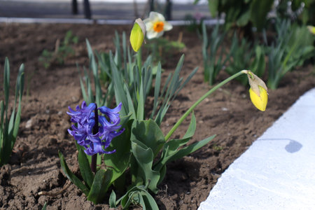 Flowerbed with hyacinths and daffodilsの写真素材