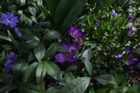 Purple crocus flowers in the garden with green leaves in the backgroundの写真素材