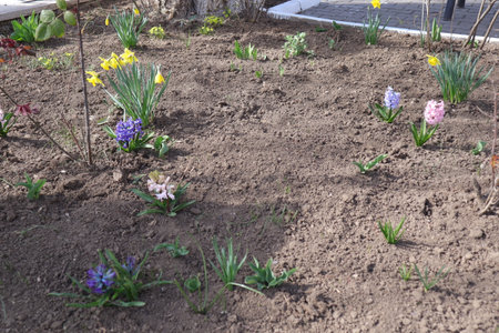 Flowerbed with blooming hyacinths and daffodilsの写真素材