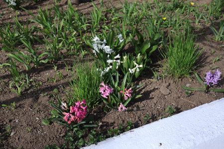 Flowerbed with blooming hyacinths and daffodilsの写真素材