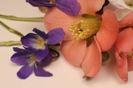 bouquet of flowers on a white background, closeup of photoの写真素材