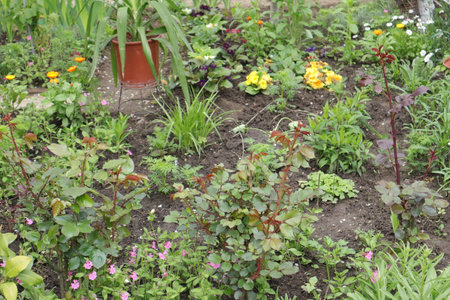 Flowerbed in the garden with a variety of plants and flowersの写真素材