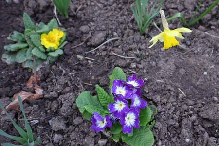 Spring flowers - primroses and daffodils in the gardenの写真素材